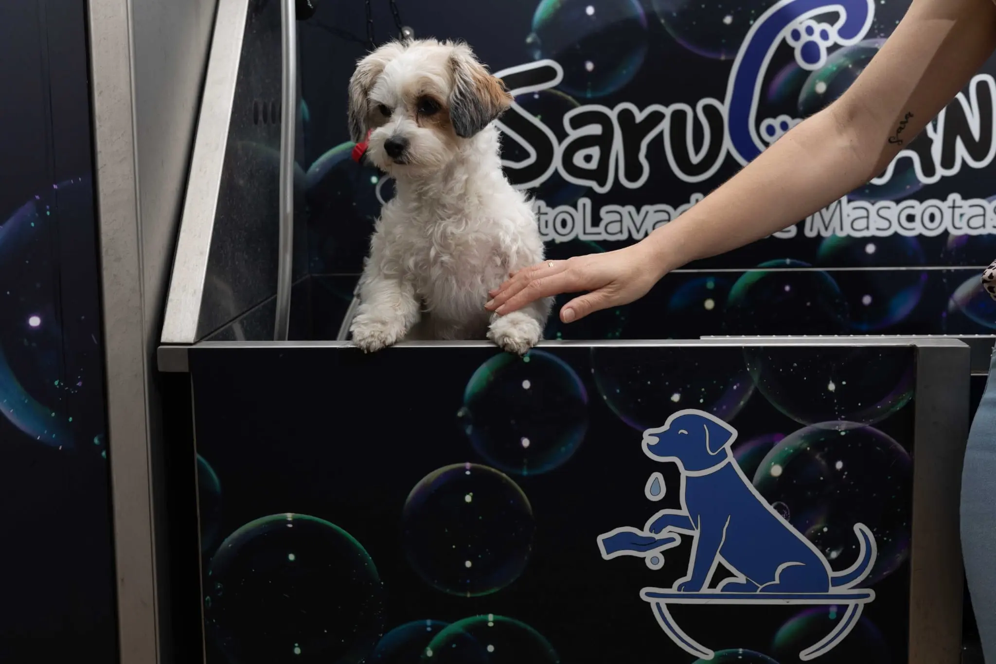 Autolavado de perros en Zaramaga
