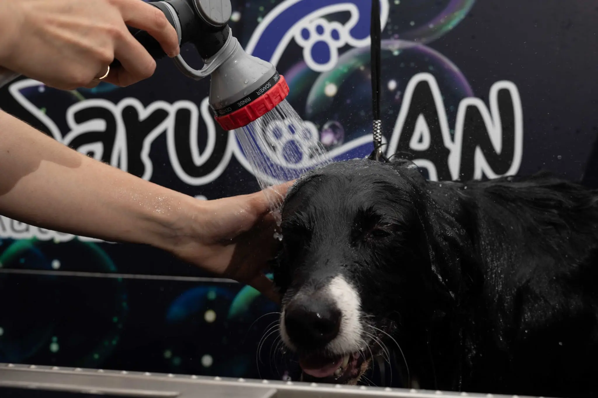 Autolavado de perros Sarucan