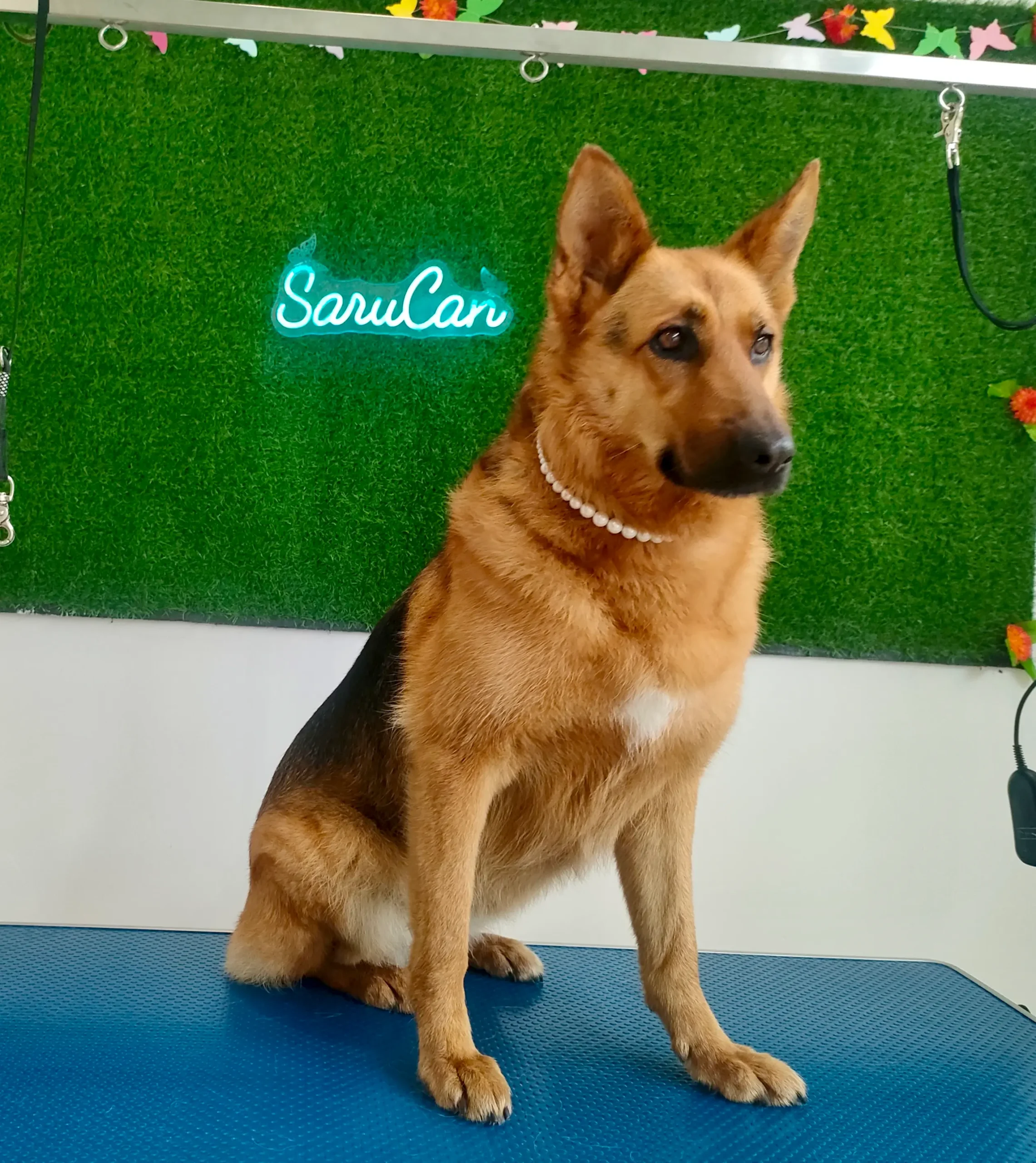Collares personalizados para perros Vitoria