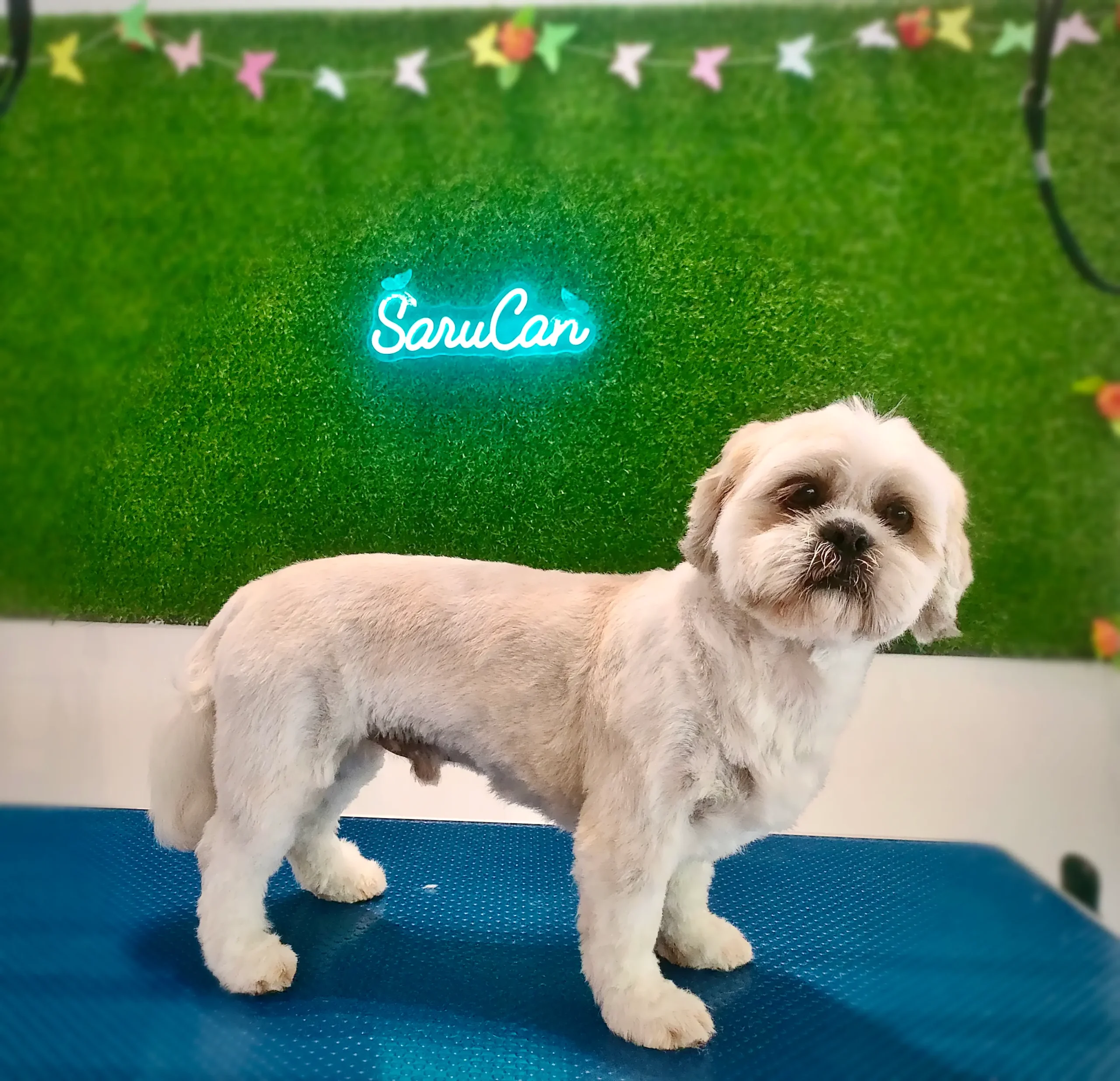 Corte de pelo para perros