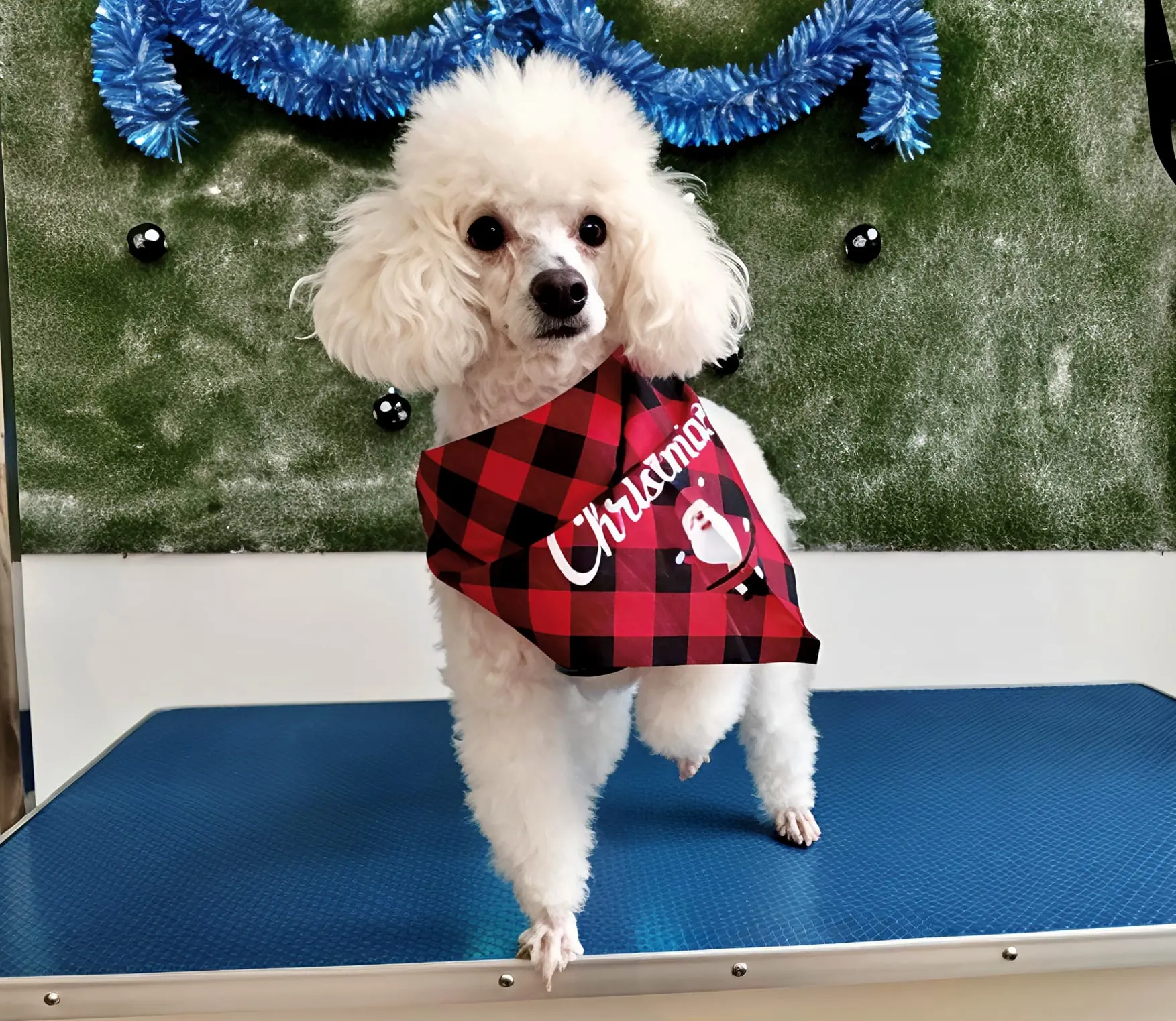Peluquer&iacute;a canina moda perros